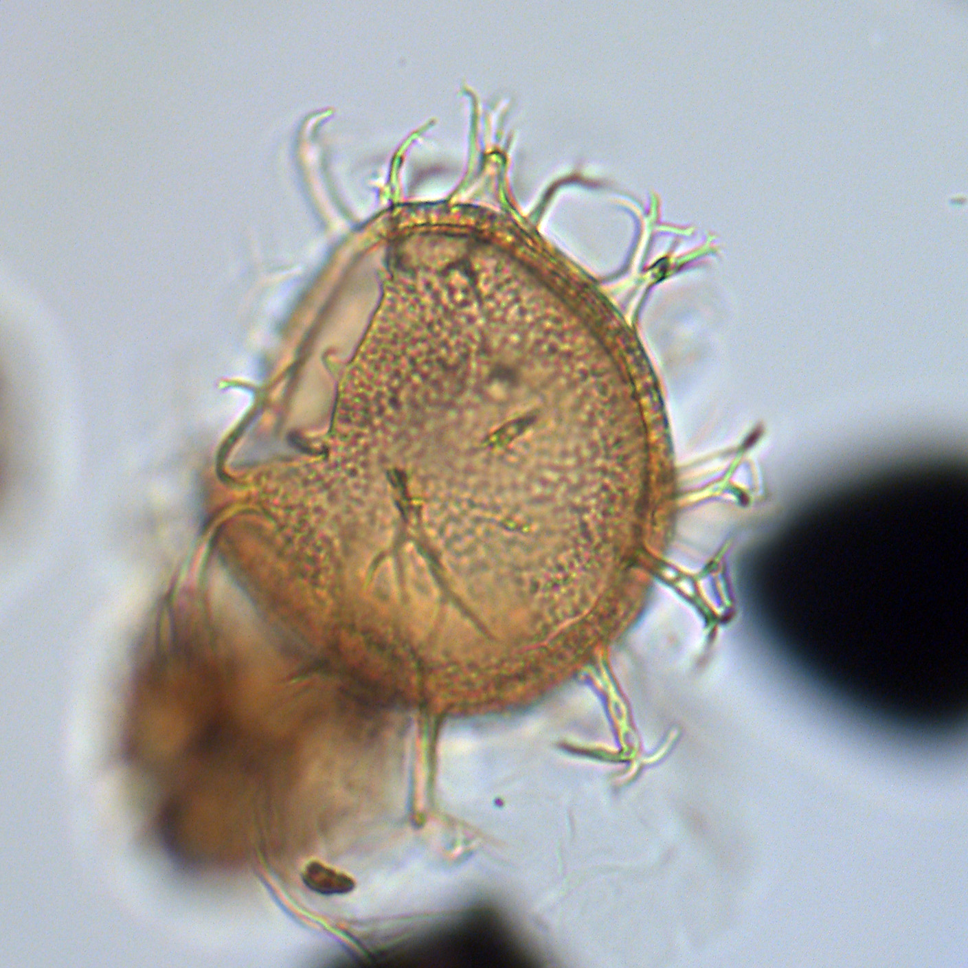 Achomosphaera crassipellis, U1581-19R-1W, 38-42, sl. 1, O20, foto-b.jpg